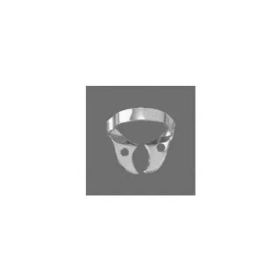 Molars